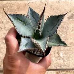 ブ*ー様 アガベ　チタノタ　ライオンズメーンのサムネイル