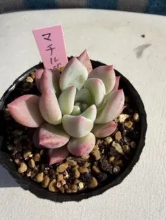 NIKO様 リクエスト 2点 まとめ商品