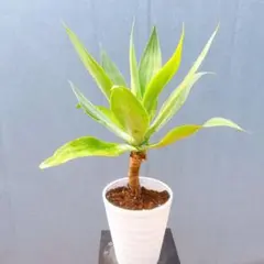 アテナータ 翡翠版‼️ 斑入り アガベ 希少 観葉植物 多肉植物 ドライ