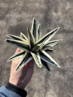 Nao様 リクエスト 2点 まとめ商品