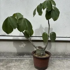 【最終値下げ】　ボンバックス ボンバックス