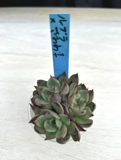 2025年最新】青札の人気アイテム - メルカリ