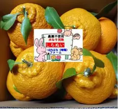 2026年最新】MIKAN 果物の人気アイテム - メルカリ