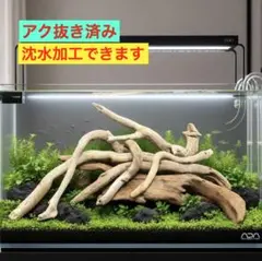良質 一点物】ADA 流木 3本（他の流木とまとめ買いの場合300円引き