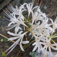 まねきねこ様専用です