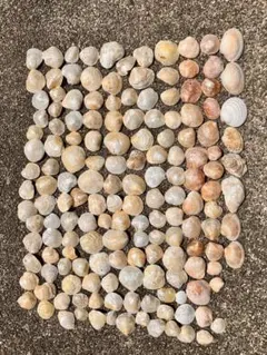 ハンドメイド用 貝殻