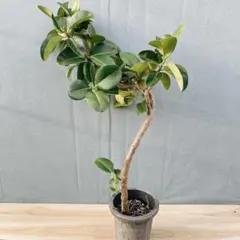 観葉植物 フィカス ソフィア 195cm・10号 観葉植物 フィカス ソフィア 195cm・10号 - メルカリ