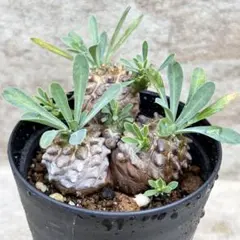 特選 ユーフォルビア 鉄甲丸 モンスト 2026年最新】鉄甲丸 種の人気アイテム - メルカリ