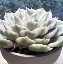 て*ん様 No.s5新入荷　オンスロー錦　エケベリア　多肉植物　撮影12月18