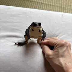 Item thumbnail for item 1d9d4325-9aa2-4e0d-816b-a73a77278300