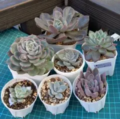 2025年最新】優木園 剣山の人気アイテム - メルカリ