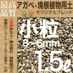【三本線赤玉土使用】アガベ・塊根　用土「小粒」 1.5㍑グラキリス 現地株 実生のサムネイル