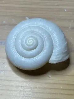 貝殻 標本 ヒロベソカタマイマイ 陸貝 化石 - メルカリ