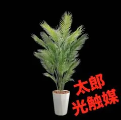 光触媒 観葉植物 ウォールグリーン フェイクグリーン ゴールドクレスト