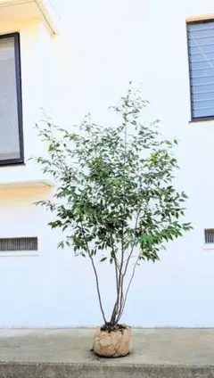 正真正銘の山採りドウダンツツジ。 - メルカリ
