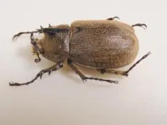 ☆貴重☆オスモウサンコガネ標本特大サイズ - メルカリ