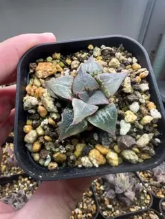 カズ様 リクエスト 2点 まとめ商品　ヤマト発送！！