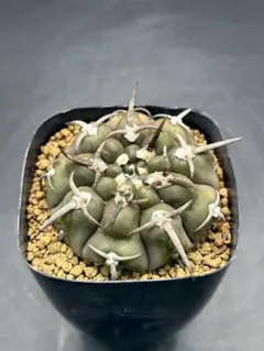 2026年最新】ギムノカリキウム バッテリーの人気アイテム - メルカリ