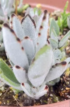 ドットラビット カット苗 多肉植物 カランコエ - メルカリ