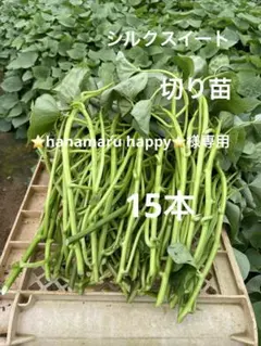 シルクスイート苗10本 - メルカリ