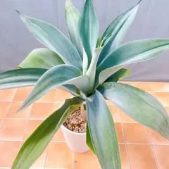 観葉植物 アガベ アテナータ ポーチンブルー - メルカリ