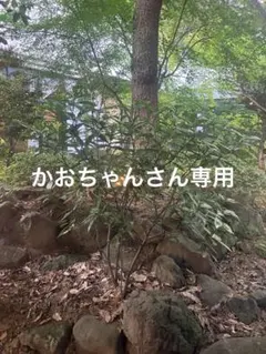かおちゃんさん専用。