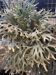 P.willinckii Frosty Maiden Spore 201 - メルカリ