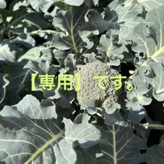【専用】ブロッコリーの葉っぱ　訳あり