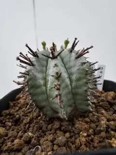 ユーフォルビア 特白肌ホリダ カキコ苗 - メルカリ