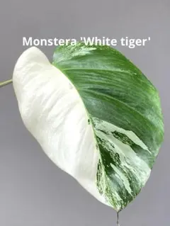 【5鉢セット 】ボルシギアナ ホワイトタイガ ボルシギアナホワイトタイガー｜そだレポ（栽培レポート）by