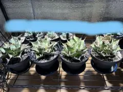 【まとめ】アガベチタノタ親4株、怪獣プランツ4.5号鉢植えのまま速達、タグ付き まとめ】アガベチタノタ親4株、怪獣プランツ4.5号鉢植えのまま速達