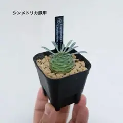 2025年最新】オベサ鉄甲の人気アイテム - メルカリ