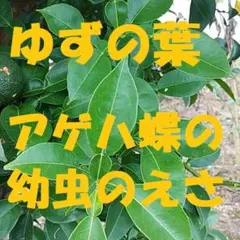 2025年最新】柚子の葉の人気アイテム - メルカリ