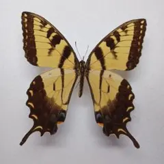 2025年最新】蝶標本 ドイツ箱の人気アイテム - メルカリ