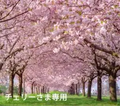 チェリーさま専用ページです。