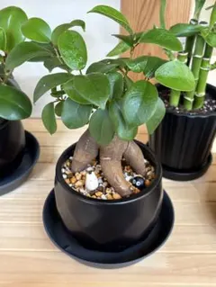 かわいいガジュマル・トトロ仕立て（フィギュア2体、陶器鉢、受け皿セット）