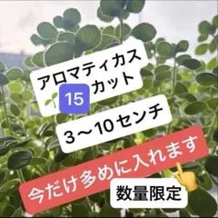 アロマティカス　カット苗