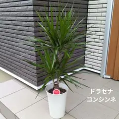 64【ドラセナ・コンシンネ 約160cm】超大型観葉植物｜ - メルカリ