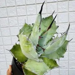 2025年最新】チタノタ ブルーグローの人気アイテム - メルカリ