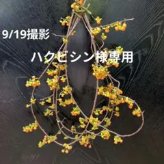 ツルウメモドキ 4本 蔓が面白い！9/19写真を更新！