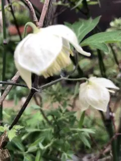 白花 ハンショウズル苗 山野草