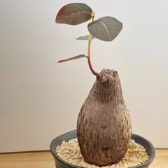 激レア/極美/塊根植物】フィランサス ミラビリス 鉢植え B-1 - メルカリ