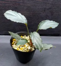 Homalomena aff. vittifolia ホマロメナ - メルカリ
