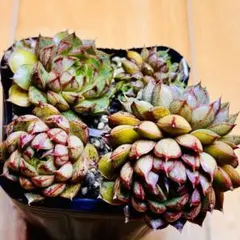 センペルビウム ディズニーフェスティバル 多肉植物 - メルカリ