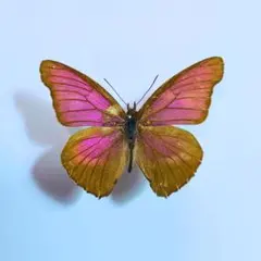 2026年最新】蝶の人気アイテム - メルカリ