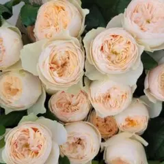 薔薇 バラ苗 開花中苗 DAローズ 挿木苗3年目 Charit* - メルカリ