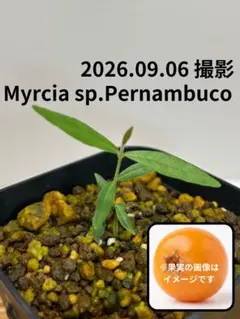 799〓希少Plinia sp.\