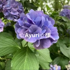 ☆Ayuri☆様