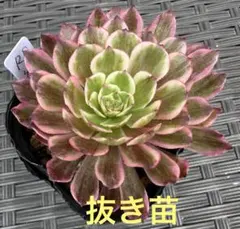 2026年最新】観葉植物 アエオニウムの人気アイテム - メルカリ