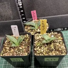美株！送料込！Parryi Guanajuato アガベ パリー グアナファト - メルカリ